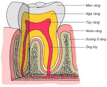 Bệnh viêm chân răng có mủ | Kiến thức nha khoa